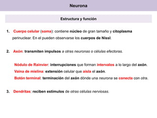 Neurona
Estructura y función
1.

Cuerpo celular (soma): contiene núcleo de gran tamaño y citoplasma
perinuclear. En el pueden observarse los cuerpos de Nissl.

2. Axón: transmiten impulsos a otras neuronas o células efectoras.

Nódulo de Rainvier: interrupciones que forman intervalos a lo largo del axón.
Vaina de mielina: extensión celular que aísla el axón.
Botón terminal: terminación del axón dónde una neurona se conecta con otra.

3.

Dendritas: reciben estímulos de otras células nerviosas.

 