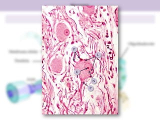 Neurona
Estructura y función

Cuerpo celular (soma)
Axón
Membrana celular

P
L

Dendrita
U

Nódulo

Axón

N

Vaina de mielina
P

Vaina de mielina

Botón terminal

Oligodendrocito

 