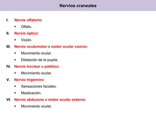 Nervios craneales
I.

Nervio olfatorio:


II.

Nervio óptico:


III.

Olfato.

Visión.

Nervio oculomotor o motor ocular común:


Movimiento ocular.



Dilatación de la pupila.

IV. Nervio troclear o patético:

V.

Movimiento ocular.

Nervio trigémino:


Sensaciones faciales.



Masticación.

VI. Nervio abducens o motor ocular externo:


Movimiento ocular.

 