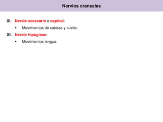 Nervios craneales
XI. Nervio accesorio o espinal:


Movimientos de cabeza y cuello.

XII. Nervio hipogloso:


Movimientos lengua.

 