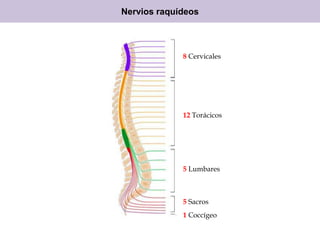 Nervios raquídeos

8 Cervicales

12 Torácicos

5 Lumbares

5 Sacros
1 Coccígeo

 