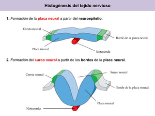 Histogénesis del tejido nervioso
1. Formación de la placa neural a partir del neuroepitelio.
Cresta neural

Borde de la placa neural

Placa neural

Notocorda

2. Formación del surco neural a partir de los bordes de la placa neural.

Cresta neural

Surco neural

Borde de la placa neural

Placa neural
Notocorda

 
