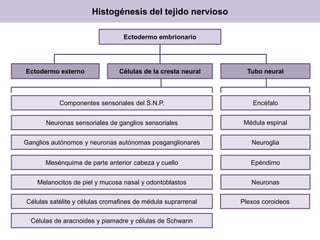 Histogénesis del tejido nervioso
Ectodermo embrionario

Ectodermo externo

Células de la cresta neural

Tubo neural

Componentes sensoriales del S.N.P.

Encéfalo

Neuronas sensoriales de ganglios sensoriales

Médula espinal

Ganglios autónomos y neuronas autónomas posganglionares

Neuroglia

Mesénquima de parte anterior cabeza y cuello

Epéndimo

Melanocitos de piel y mucosa nasal y odontoblastos

Neuronas

Células satélite y células cromafines de médula suprarrenal

Plexos coroideos

Células de aracnoides y piamadre y células de Schwann

 