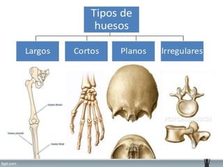 Histología del sistema óseo