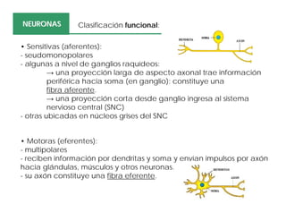• Motoras (eferentes):
- multipolares
- reciben información por dendritas y soma y envían impulsos por axón
hacia glándulas, músculos y otros neuronas.
- su axón constituye una fibra eferente.
NEURONASNEURONAS Clasificación funcional:
• Sensitivas (aferentes):
- seudomonopolares
- algunas a nivel de ganglios raquídeos:
→ una proyección larga de aspecto axonal trae información
periférica hacia soma (en ganglio): constituye una
fibra aferente.
→ una proyección corta desde ganglio ingresa al sistema
nervioso central (SNC)
- otras ubicadas en núcleos grises del SNC
 