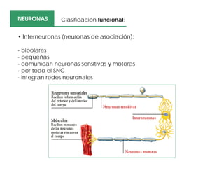 • Interneuronas (neuronas de asociación):
- bipolares
- pequeñas
- comunican neuronas sensitivas y motoras
- por todo el SNC
- integran redes neuronales
NEURONASNEURONAS Clasificación funcional:
 