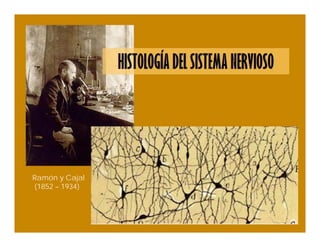 Ramón y Cajal
(1852 – 1934)
 