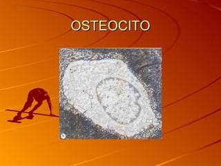 OSTEOCITO 