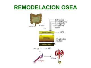 REMODELACION OSEA 