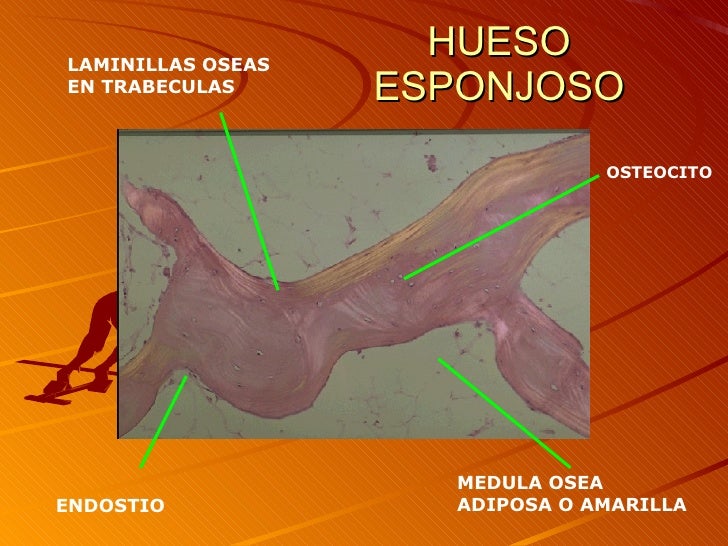 HistologíA Del Tejido Oseo 2