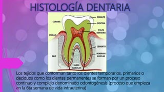 Los tejidos que conforman tanto los dientes temporarios, primarios o
deciduos como los dientes permanentes se forman por un proceso
continuo y complejo denominado odontogénesis (proceso que empieza
en la 6ta semana de vida intrauterina)
HISTOLOGÍA DENTARIA
 