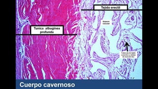 Histología RENAL