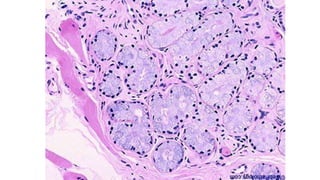 Histología RENAL