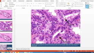 Histología RENAL