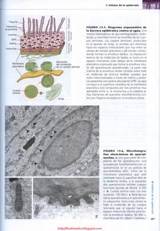 http://bookmedico.blogspot.com
 