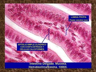 Histología_Digestivo.ppt
