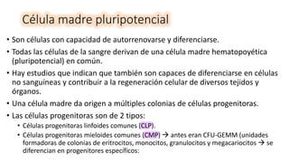 Célula madre pluripotencial
• Son células con capacidad de autorrenovarse y diferenciarse.
• Todas las células de la sangre derivan de una célula madre hematopoyética
(pluripotencial) en común.
• Hay estudios que indican que también son capaces de diferenciarse en células
no sanguíneas y contribuir a la regeneración celular de diversos tejidos y
órganos.
• Una célula madre da origen a múltiples colonias de células progenitoras.
• Las células progenitoras son de 2 tipos:
• Células progenitoras linfoides comunes (CLP).
• Células progenitoras mieloides comunes (CMP)  antes eran CFU-GEMM (unidades
formadoras de colonias de eritrocitos, monocitos, granulocitos y megacariocitos  se
diferencian en progenitores específicos:
 