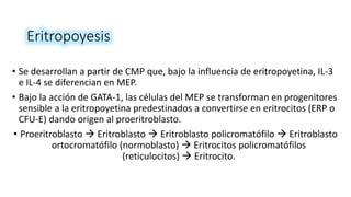 Eritropoyesis
• Se desarrollan a partir de CMP que, bajo la influencia de eritropoyetina, IL-3
e IL-4 se diferencian en MEP.
• Bajo la acción de GATA-1, las células del MEP se transforman en progenitores
sensible a la eritropoyetina predestinados a convertirse en eritrocitos (ERP o
CFU-E) dando origen al proeritroblasto.
• Proeritroblasto  Eritroblasto  Eritroblasto policromatófilo  Eritroblasto
ortocromatófilo (normoblasto)  Eritrocitos policromatófilos
(reticulocitos)  Eritrocito.
 