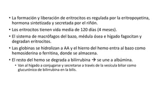 • La formación y liberación de eritrocitos es regulada por la eritropoyetina,
hormona sintetizada y secretada por el riñón.
• Los eritrocitos tienen vida media de 120 días (4 meses).
• El sistema de macrófagos del bazo, médula ósea e hígado fagocitan y
degradan eritrocitos.
• Las globinas se hidrolizan a AA y el hierro del hemo entra al bazo como
hemosiderina o ferritina, donde se almacena.
• El resto del hemo se degrada a bilirrubina  se une a albúmina.
• Van al hígado a conjugarse y secretarse a través de la vesícula biliar como
glucurónico de bilirrubina en la bilis.
 