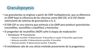 Granulopoyesis
• Los granulocitos se originan a partir de CMP multipotencial, que se diferencia
en GMP bajo la influencia de las citocinas como GM-CSF, el G-CSF (factor
estimulante de colonias de granulocitos e IL-3.
• El GM-CSF es una citocina que estimula a las GMP para producir granulocitos
(neutrófilos, eosinófilos y basófilos) y monocitos.
• El progenitor de neutrófilos (NOP) sufre 6 etapas de maduración:
• Mieloblasto  Promielocito:
• Mielocito neutrófilo  Metamielocito  Neutrófilo en cayado  Neutrófilo segmentado.
• Mielocito eosinófilo  Metamielocito eosinófilo  Eosinófilo.
• Mielocito basófilo  Metamielocito basófilo  Basófilo.
• El mieloblasto sale de una célula mieloide proveniente de la progenitora.
 