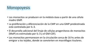 Monopoyesis
• Los monocitos se producen en la médula ósea a partir de una célula
madre GMP.
• La proliferación y diferenciación de la CMP en una GMP predestinada
está controlada por IL-3.
• El desarrollo adicional del linaje de células progenitoras de monocitos
(MoP) es estimulado por IL-3 y el GM-CSF).
• Los monocitos permanecen en la circulación cerca de 16 hs antes de
emigrar a los tejidos, donde se convierten en macrófagos tisulares.
 