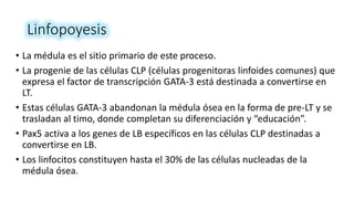 Linfopoyesis
• La médula es el sitio primario de este proceso.
• La progenie de las células CLP (células progenitoras linfoides comunes) que
expresa el factor de transcripción GATA-3 está destinada a convertirse en
LT.
• Estas células GATA-3 abandonan la médula ósea en la forma de pre-LT y se
trasladan al timo, donde completan su diferenciación y “educación”.
• Pax5 activa a los genes de LB específicos en las células CLP destinadas a
convertirse en LB.
• Los linfocitos constituyen hasta el 30% de las células nucleadas de la
médula ósea.
 
