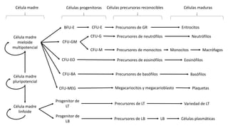 Célula madre
mieloide
multipotencial
Célula madre
pluripotencial
Célula madre
linfoide
BFU-E
CFU-M
CFU-E
CFU-G
CFU-GM
CFU-EO
CFU-BA
CFU-MEG
Progenitor de
LT
Progenitor de
LB
Precursores de GR
Precursores de neutrófilos
Precursores de monocitos
Precursores de eosinófilos
Precursores de basófilos
Megacariocitos y megacarioblasto
Precursores de LT
Precursores de LB
Eritrocitos
Neutrófilos
Monocitos Macrófagos
Eosinófilos
Basófilos
Plaquetas
Variedad de LT
LB Células plasmáticas
Célula madre Células progenitoras Células precursoras reconocibles Células maduras
 