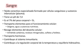Sangre
• Tejido conectivo especializado formado por células sanguíneas y sustancia
intercelular (plasma).
• Tiene un pH de 7,4
• Es el 7% del peso corporal = 5L.
• Transporta elementos para el funcionamiento celular:
• Oxígeno, agua y sustancias nutritivas.
• Recoge elementos del desecho celular:
• Anhidrido carbónico, residuos nitrogenados, sulfatos y fosfatos.
• Transporta hormonas.
• Contribuye al sistema inmunitario.
• Contribuye a la regulación corporal de la temperatura y equilibrio hidrosalino.
 