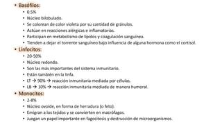 • Basófilos:
• 0.5%
• Núcleo bilobulado.
• Se colorean de color violeta por su cantidad de gránulos.
• Actúan en reacciones alérgicas e inflamatorias.
• Participan en metabolismo de lípidos y coagulación sanguínea.
• Tienden a dejar el torrente sanguíneo bajo influencia de alguna hormona como el cortisol.
• Linfocitos:
• 20-50%
• Núcleo redondo.
• Son las más importantes del sistema inmunitario.
• Están también en la linfa.
• LT  90%  reacción inmunitaria mediada por células.
• LB  10%  reacción inmunitaria mediada de manera humoral.
• Monocitos:
• 2-8%
• Núcleo ovoide, en forma de herradura (o feto).
• Emigran a los tejidos y se convierten en macrófagos.
• Juegan un papel importante en fagocitosis y destrucción de microorganismos.
 