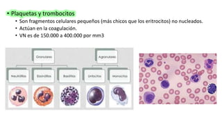 • Plaquetas y trombocitos
• Son fragmentos celulares pequeños (más chicos que los eritrocitos) no nucleados.
• Actúan en la coagulación.
• VN es de 150.000 a 400.000 por mm3
 