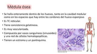 Médula ósea
• Se halla enteramente dentro de los huesos, tanto en la cavidad medular
como en los espacios que hay entre los cordones del hueso esponjoso.
• Es TC reticular.
• Tiene consistencia gelatinosa.
• Es muy vascularizada.
• Compuesta por vasos sanguíneos (sinusoides)
y una red de células hematopoyéticas.
• Tienen un estroma y un parénquima.
 