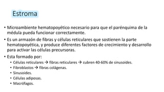 Estroma
• Microambiente hematopoyético necesario para que el parénquima de la
médula pueda funcionar correctamente.
• Es un armazón de fibras y células reticulares que sostienen la parte
hematopoyética, y produce diferentes factores de crecimiento y desarrollo
para activar las células precursoras.
• Esta formado por:
• Células reticulares  fibras reticulares  cubren 40-60% de sinusoides.
• Fibroblastos  fibras colágenas.
• Sinusoides.
• Células adiposas.
• Macrófagos.
 