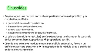 Sinusoides
• Proporcionan una barrera entre el compartimiento hematopoyético y la
circulación periférica.
• La pared del sinusoide consiste en:
• Revestimiento endotelial continuo.
• Lámina basal discontinua.
• Recubrimiento incompleto de células adventicias.
• La célula adventicia (o reticular) envía extensiones laminares en la sustancia
de los cordones hematopoyéticos  proporciona sostén.
• Cuando una célula ya madura empuja una célula endotelial, forman un
orificio o abertura transitoria  la migración de la médula ósea a través del
endotelio es transcelular.
 