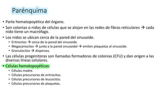 Parénquima
• Parte hematopoyética del órgano.
• Son colonias o nidos de células que se alojan en las redes de fibras reticulares  cada
nido tiene un macrófago.
• Los nidos se ubican cerca de la pared del sinusoide.
• Eritrocitos  cerca de la pared del sinusoide.
• Megacariocitos  junto a la pared sinusoidal  emiten plaquetas al sinusoide.
• Granulocitos  dispersos.
• Las células progenitoras son llamadas formadoras de colonias (CFU) y dan origen a las
diversas líneas celulares.
• Células hematopoyéticas:
• Células madre.
• Células precursoras de eritrocitos.
• Células precursoras de leucocitos.
• Células precursoras de plaquetas.
 