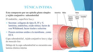 HISTOLOGÍA II.pptx