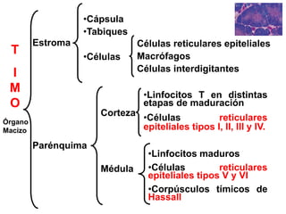 T
I
M
O
Estroma
Parénquima
•Cápsula
•Tabiques
•Células
Corteza
Médula
•Linfocitos T en distintas
etapas de maduración
•Células reticulares
epiteliales tipos I, II, III y IV.
•Linfocitos maduros
•Células reticulares
epiteliales tipos V y VI
•Corpúsculos tímicos de
Hassall
Células reticulares epiteliales
Macrófagos
Células interdigitantes
Órgano
Macizo
 