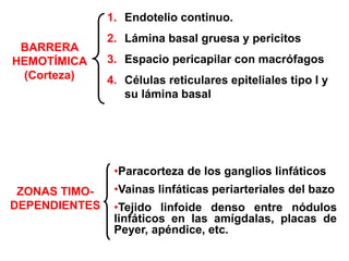 BARRERA
HEMOTÍMICA
(Corteza)
1. Endotelio continuo.
2. Lámina basal gruesa y pericitos
3. Espacio pericapilar con macrófagos
4. Células reticulares epiteliales tipo I y
su lámina basal
ZONAS TIMO-
DEPENDIENTES
•Paracorteza de los ganglios linfáticos
•Vainas linfáticas periarteriales del bazo
•Tejido linfoide denso entre nódulos
linfáticos en las amígdalas, placas de
Peyer, apéndice, etc.
 