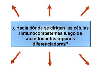 ¿ Hacia dónde se dirigen las células
inmunocompetentes luego de
abandonar los órganos
diferenciadores?
 