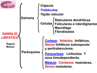 GANGLIO
LINFÁTICO
Estroma
Parénquima
•Cápsula
•Trabéculas
•Tejido reticular
•Células
Corteza: Nódulos linfáticos,
Senos linfáticos subcapsular
y peritrabeculares.
Paracorteza: Linfocitos T
zona timodependiente.
Médula: Cordones medulares,
Senos medulares.
Reticulares dendríticas
Foliculares e interdigitantes
Macrófago
Fibroblastos
Órgano
Macizo
 
