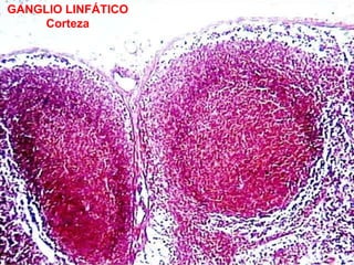 GANGLIO LINFÁTICO
Corteza
 