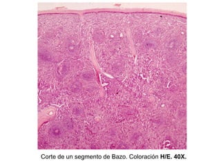 Corte de un segmento de Bazo. Coloración H/E. 40X.
 