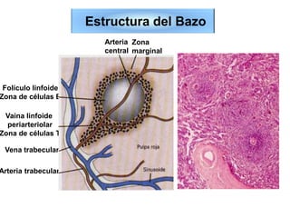 Arteria
central
Zona
marginal
Folículo linfoide
Zona de células B)
Vaina linfoide
periarteriolar
Zona de células T)
Vena trabecular
Arteria trabecular
Estructura del Bazo
 