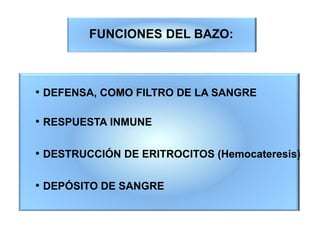FUNCIONES DEL BAZO:
• DEFENSA, COMO FILTRO DE LA SANGRE
• RESPUESTA INMUNE
• DESTRUCCIÓN DE ERITROCITOS (Hemocateresis)
• DEPÓSITO DE SANGRE
 