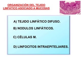 ORGANIZACIÓN DEL TEJIDO
LINFÁTICO ASOCIADO A MUCOSAS
B) NODULOS LINFÁTICOS.
A) TEJIDO LINFÁTICO DIFUSO.
C) CÉLULAS M.
D) LINFOCITOS INTRAEPITELIARES.
 