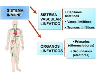 ÓRGANOS
LINFÁTICOS
SISTEMA
VASCULAR
LINFÁTICO
 Capilares
linfáticos
 Vasos linfáticos
 Troncos linfáticos
 Primarios
(diferenciadores)
 Secundarios
(efectores)
SISTEMA
INMUNE
 