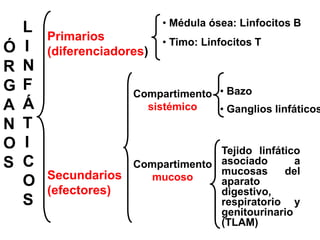 Ó
R
G
A
N
O
S
Primarios
(diferenciadores)
Secundarios
(efectores)
• Médula ósea: Linfocitos B
• Timo: Linfocitos T
Compartimento
sistémico
Compartimento
mucoso
• Bazo
• Ganglios linfáticos
Tejido linfático
asociado a
mucosas del
aparato
digestivo,
respiratorio y
genitourinario
(TLAM)
L
I
N
F
Á
T
I
C
O
S
 