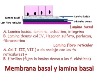 Histología parte 1 | PPTX