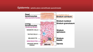 Epidermis: epitelio plano estratificado queratinizado
 
