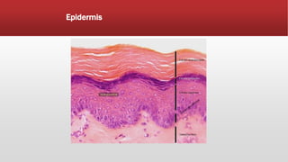 Epidermis
 