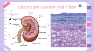 Histología renal.....................pptx
